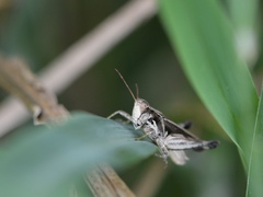 Orphulella punctata