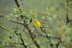 Prosopis torquata