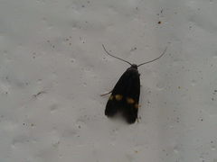 Cauchas fibulella