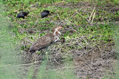 Tigrisoma