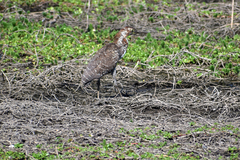 Tigrisoma