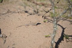 Liolaemus wiegmannii