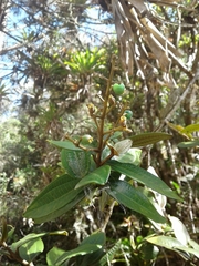 Miconia squamulosa