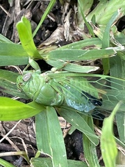 Okanagana viridis