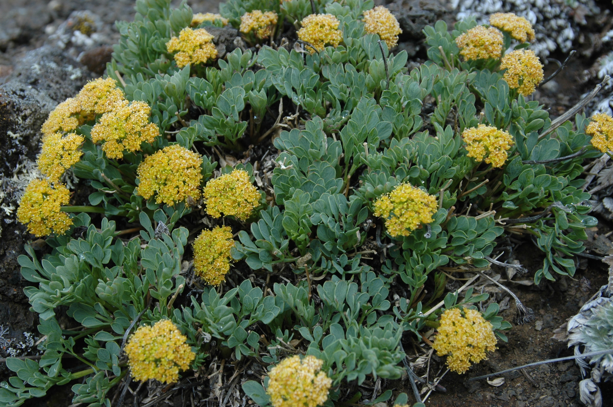 Podistera yukonensis