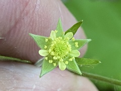 Geum virginianum