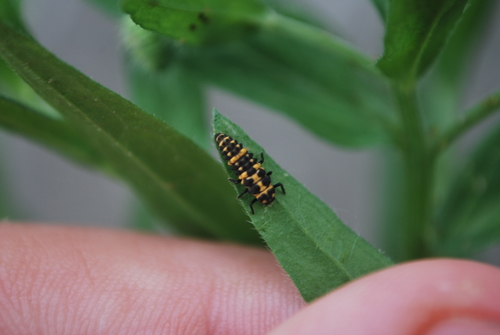 Spotted Pink Lady Beetle photographed in Missouri