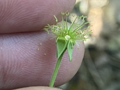 Geum virginianum