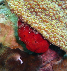 Antennarius multiocellatus