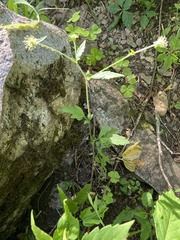 Geum virginianum