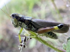 Dendrotettix quercus