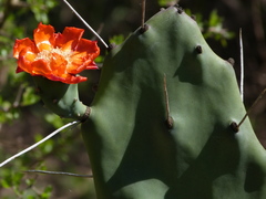 Opuntia quimilo