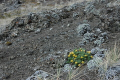 Podistera yukonensis