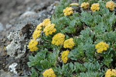 Podistera yukonensis