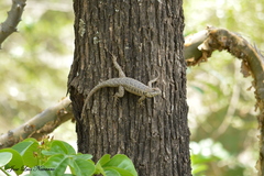 Tropidurus etheridgei