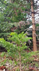 Araucaria bidwillii