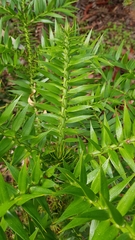 Araucaria bidwillii