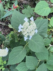 Hydrangea cinerea
