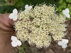 Hydrangea cinerea