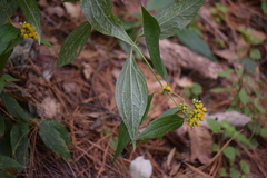 Alloispermum colimense