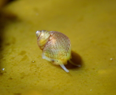 Phasianellidae