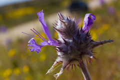 Salvia carduacea