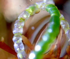 Chaetomorpha spiralis