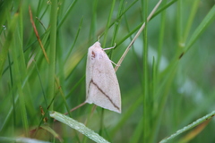 Descoreba simplex