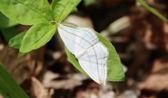 Ditrigona conflexaria