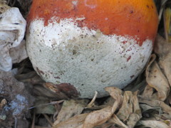 Fungi