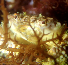 Paraxanthias taylori