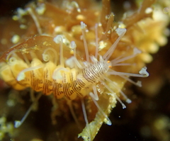 Amblyosyllis hectori