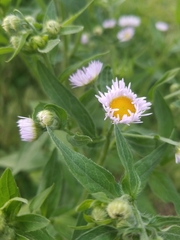 Erigeron
