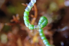 Chaetomorpha spiralis