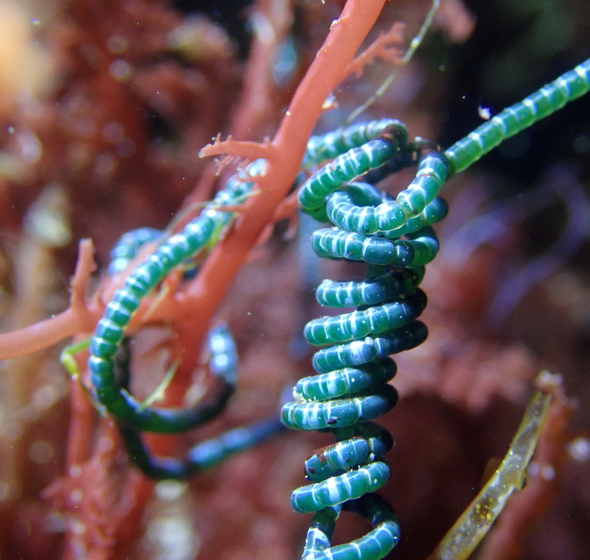 Chaetomorpha spiralis
