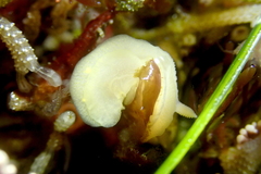 Cadlina