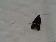 Cauchas fibulella