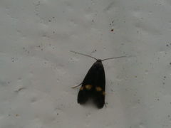Cauchas fibulella