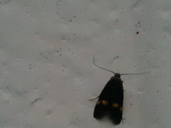 Cauchas fibulella