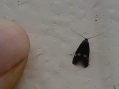 Cauchas fibulella