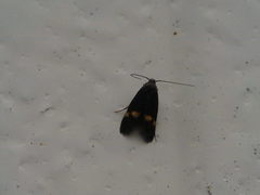 Cauchas fibulella