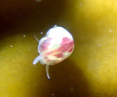 Phasianellidae