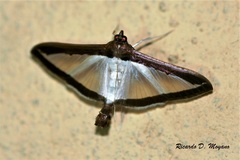 Diaphania superalis