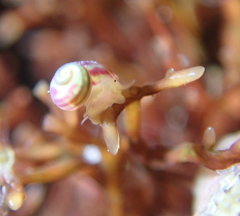 Phasianellidae
