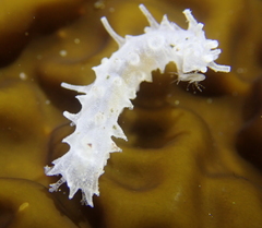 Apostichopus californicus