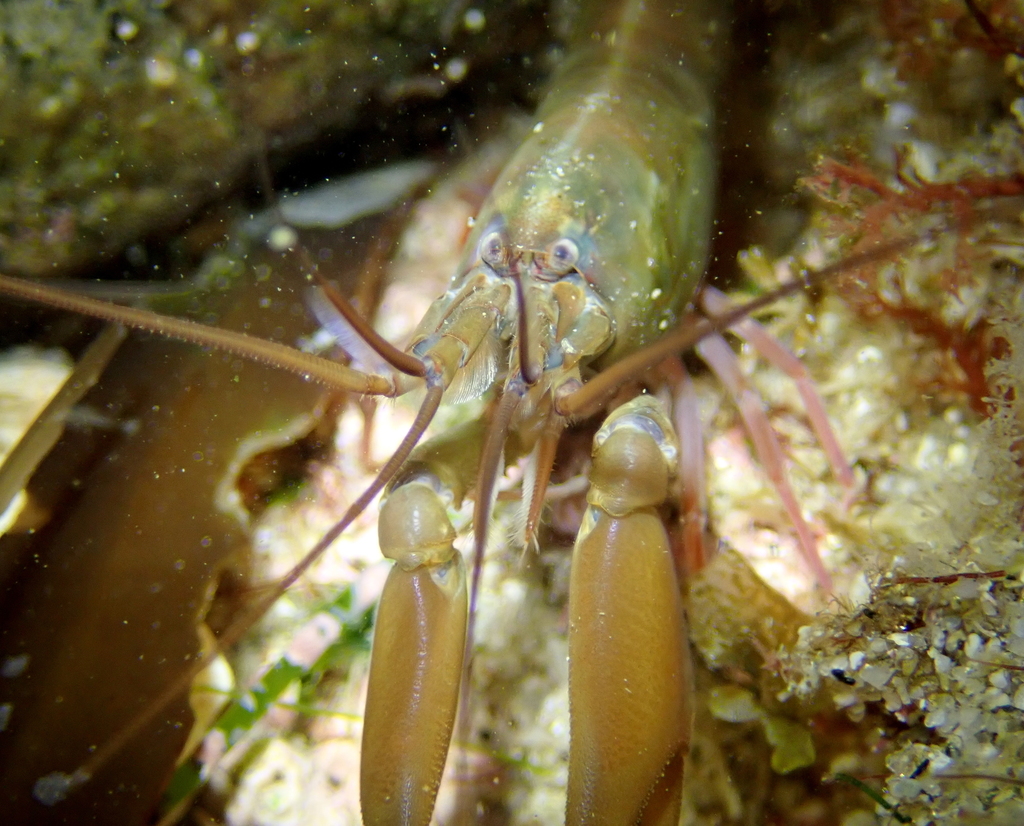 Betaeus longidactylus