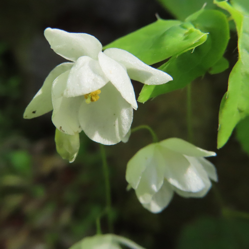 Epimedium diphyllum iNat (2)