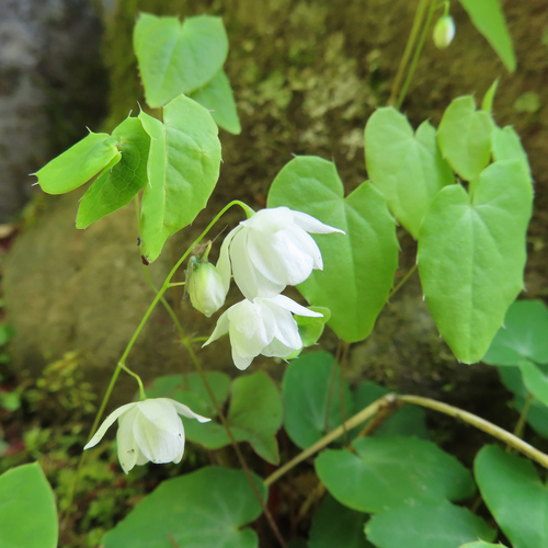 Epimedium diphyllum, photograph 1
