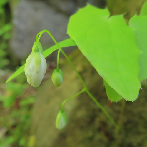 Epimedium diphyllum, photograph 2
