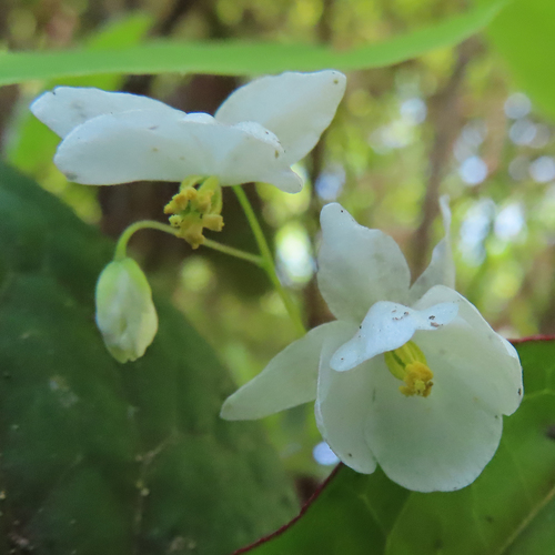 Epimedium diphyllum, photograph 3